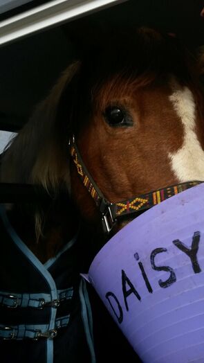 Referenz Premiumtrailer American Daisy