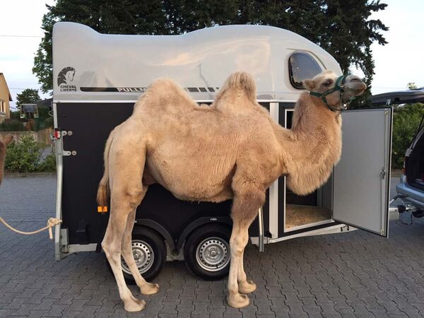 Referenz Premiumtrailer Anhänger Cheval Liberté – auch für Kamele